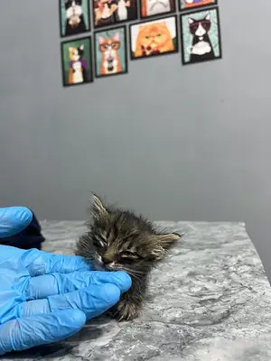 Bes Vet Pharma