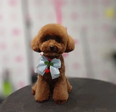 Efe Pet Market