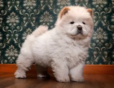 KARACAN KÖPEK ÇİFTLİĞİ
