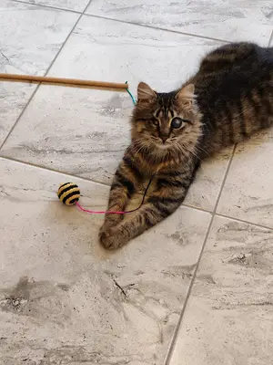 Luna Veteriner Kliniği fotoğrafı
