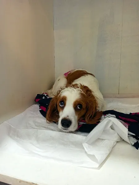 Luna Veteriner Kliniği foto 2