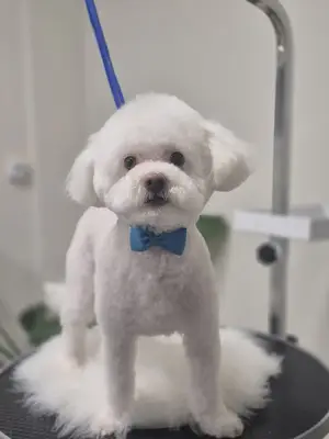 MonaLimo Pet Salon & Pet Shop