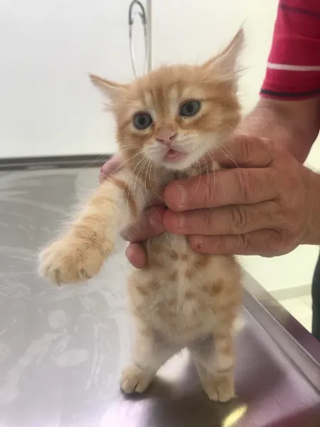 Bakırköy Veteriner - Vitalpet Veteriner Kliniği - foto 2