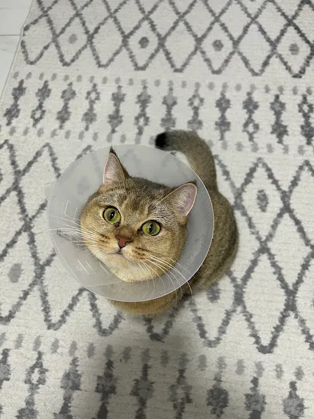 Hira Veteriner Kliniği (Muayenehanesi) foto 2
