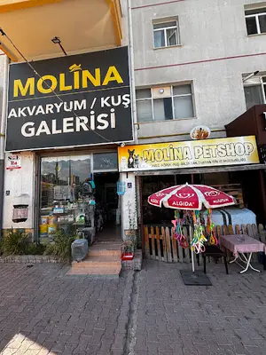 Molina Akvaryum-Kuş Galerisi