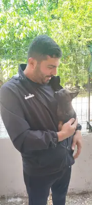 Körfez Köpek eğitim üretim ve pansiyon merkezi