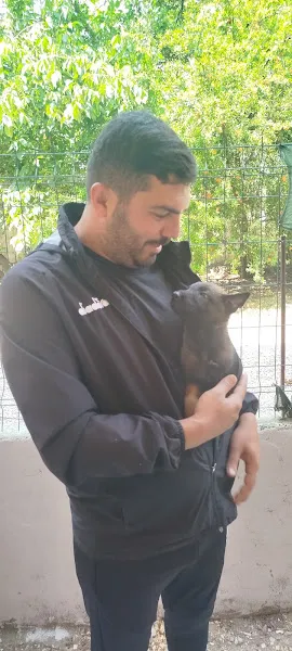 Körfez Köpek eğitim üretim ve pansiyon merkezi foto 1