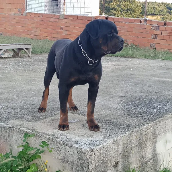 Körfez Köpek eğitim üretim ve pansiyon merkezi foto 2