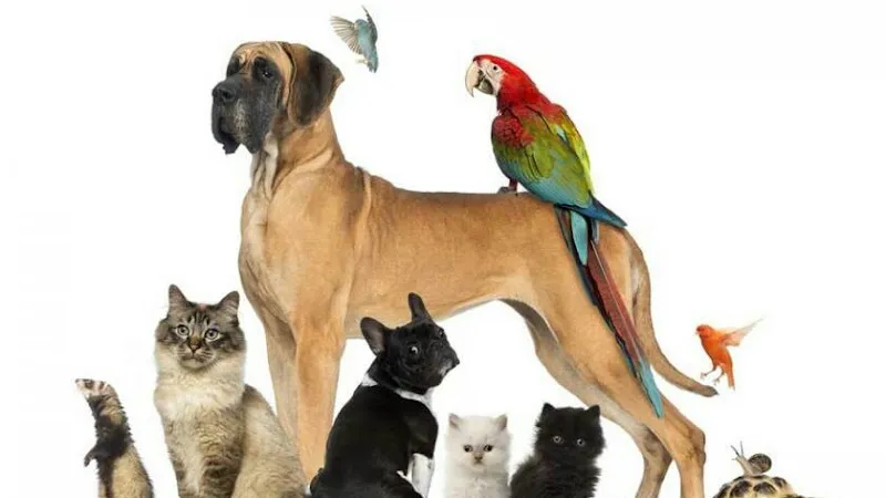İstanbul petshop esenler foto 2