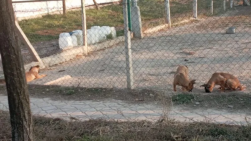 kopek egitim merkezi foto 2
