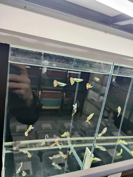 Hadımköy Feza Petshop Akvaryum & Balık Olta , Av Bayii foto 2