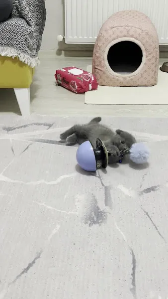 Pet Dünyası Pet Shop foto 2