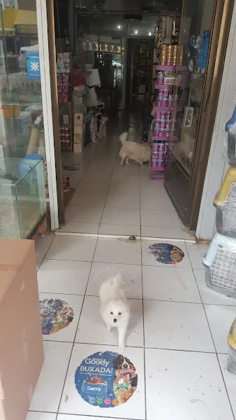 Kedi Kulübesi foto 2
