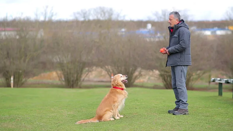 Pet Services İş ve Spor Köpekleri Eğitim Merkezi foto 2