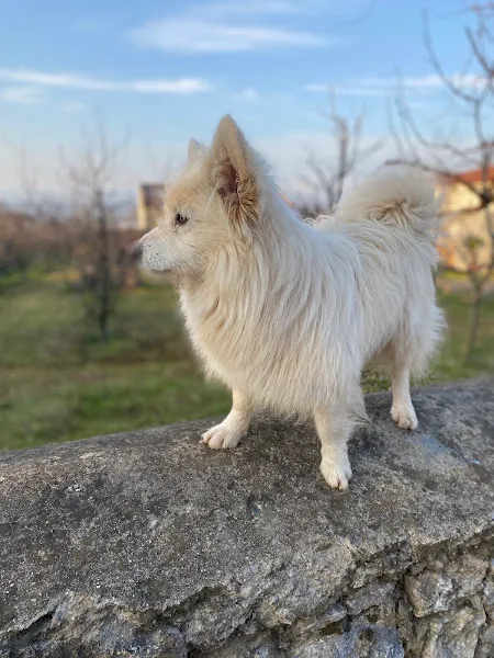 Sokak Hayvanları Kısırlaştırma Ve Aşılama Geçici Bakımevi foto 1