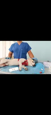 ÜNVER Veteriner Kliniği KARPUZLU AYDIN