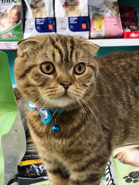 PETGOO PETSHOP foto 2