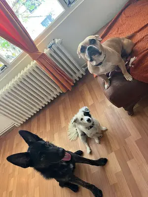 Dikkat Köpek Eğitimi | B&B Köpek Eğitim Akademisi A.Ş fotoğrafı