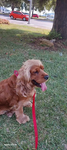 Dikkat Köpek Eğitimi | B&B Köpek Eğitim Akademisi A.Ş foto 2
