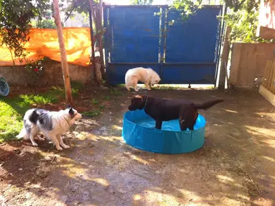 Evde Köpek Eğitimi - Köpekle Yaşam Koçu fotoğrafı