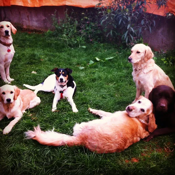Evde Köpek Eğitimi - Köpekle Yaşam Koçu foto 2