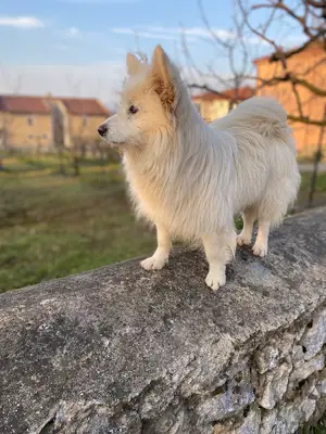 Kartepe hayvan barınağı