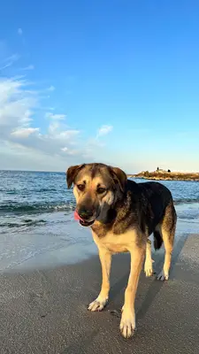 ARNAVUTKOY HAYVA BARINAGI fotoğrafı