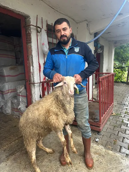 ARNAVUTKOY HAYVA BARINAGI foto 2