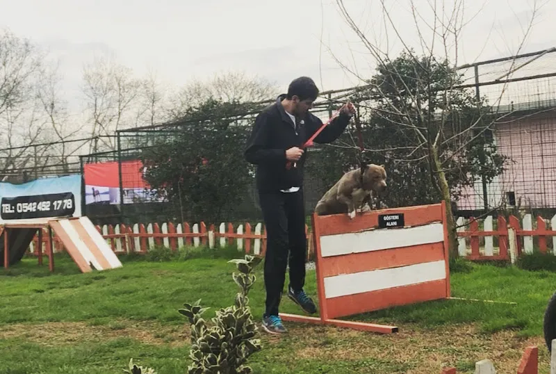 Sweet Kennel Sercan Kalafat Köpek Eğitimi -Pansiyon-Üretim foto 2