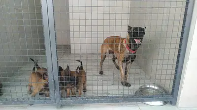 Adana Pati Krallığı