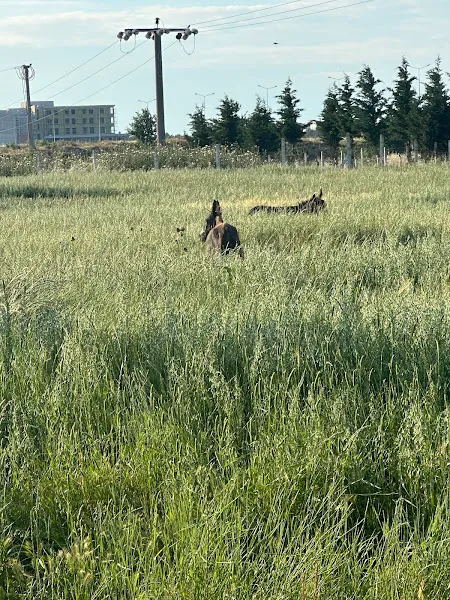Akpolat Hayvancılık foto 2
