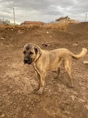 şen ortaklar köpek çiftliği