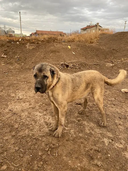 şen ortaklar köpek çiftliği foto 1