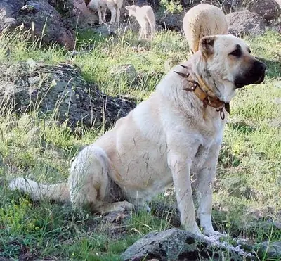 Pet Kapında Evcil Hayvan ve Ürünleri