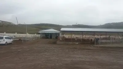 HANAK HAYVAN PAZARI