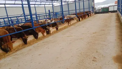 Kuytu Besi Çiftliği