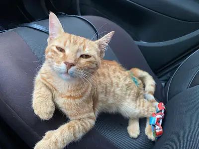 Pisi Kedi