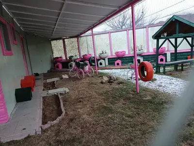 Kedi bakma evi