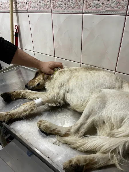 Mutlu Kandıralı Veteriner Kliniği foto 2