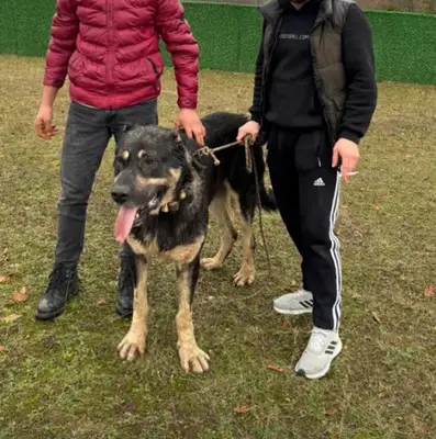 Gebze Kedi Köpek Pansiyonu
