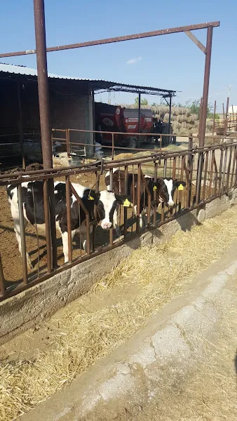GÖKCE SAMANCILIK foto 2