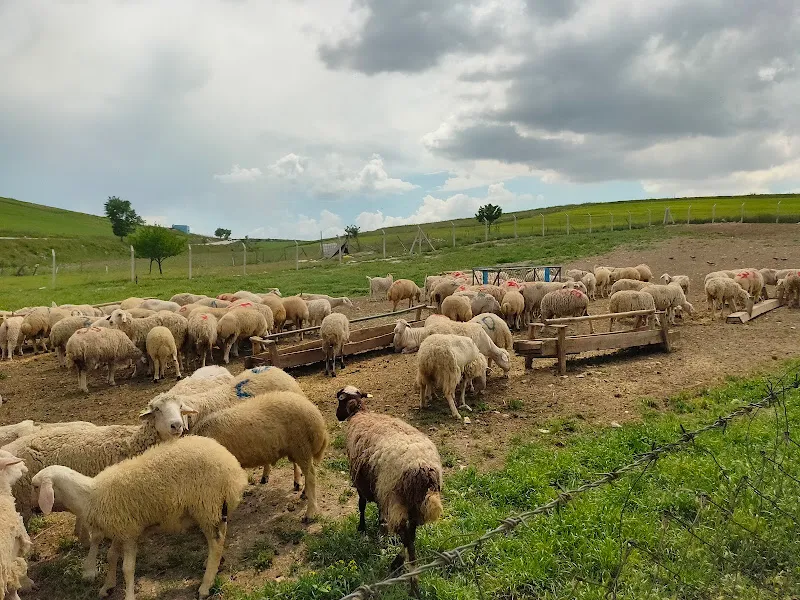 Aslan Bey Kurban ADAKÇILIK foto 2