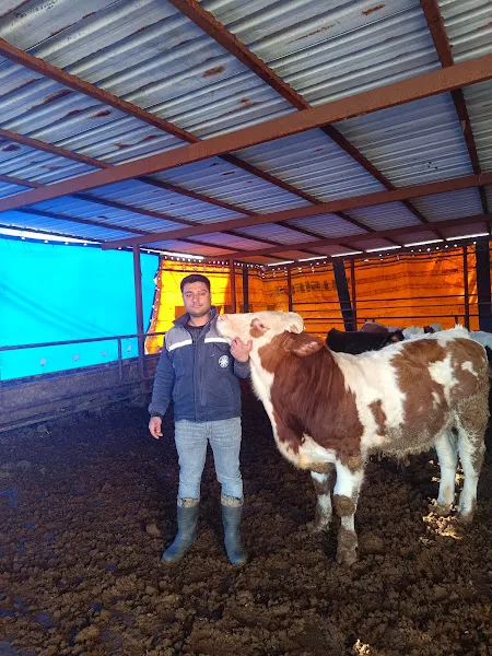 Malatya koç hayvancılık foto 2