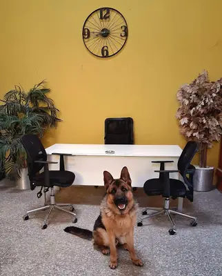 Gürcan Doğaner Köpek Eğitimeni fotoğrafı