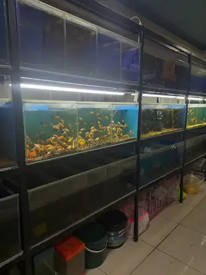 Bayburt Köse Akvaryum Petşhop