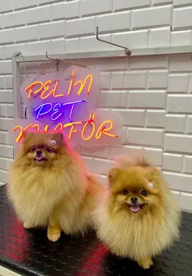 Pelin Pet Kuaför