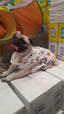 Mişa petshop -Aydın Petshop