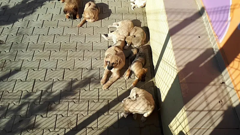 Buca Belediyesi Sokak Hayvanları Rehabilitasyon Merkezi BUCA RM foto 2