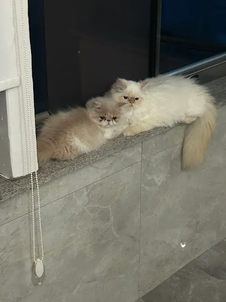 PARİS Veteriner Kliniği / Bozüyük foto 2