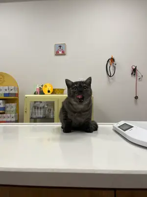 Evo Veteriner Kliniği